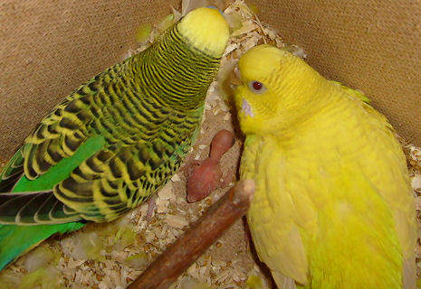 papagaj-szuletik