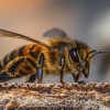 A méhek mozgalmas élete