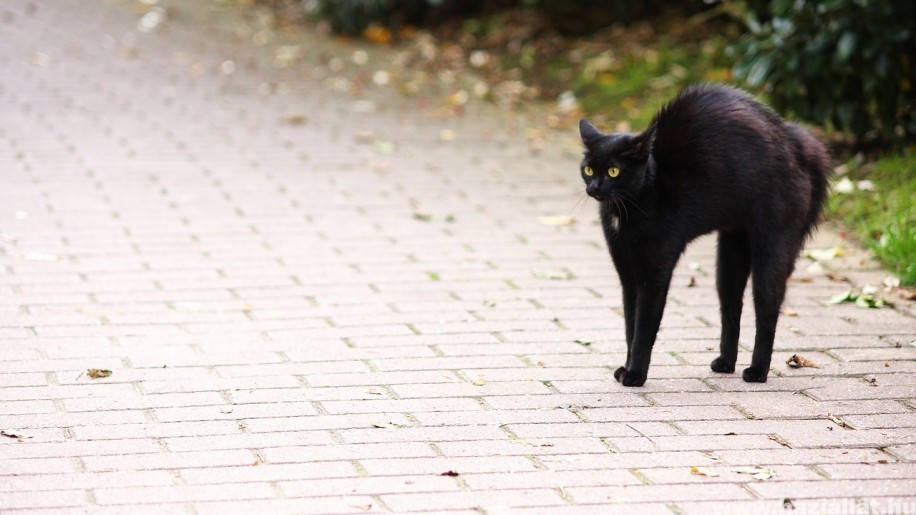 Fekete macskás hiedelmek
