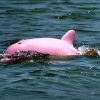 Rózsaszin delfin: a hírnév áldozata?