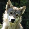 A szürke farkas a kutyák őse
