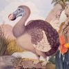 A dodó madár