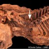 Kullancs nyomait fedezték fel egy egyiptomi kutyamúmián francia régészek