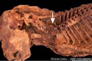 Kullancs nyomait fedezték fel egy egyiptomi kutyamúmián francia régészek