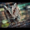 A Harry Potter-láz a vadon élő baglyok vesztét okozhatja Ázsiában