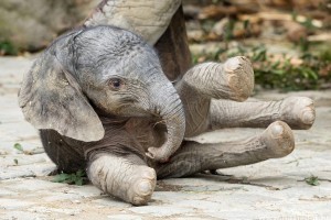 Cuki elefántbébi a bécsi állatkertben