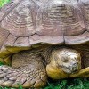 Elpusztult a világ egyik legidősebb teknőse