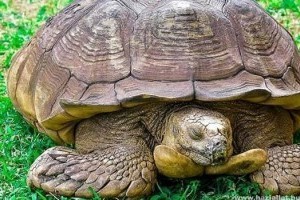 Elpusztult a világ egyik legidősebb teknőse