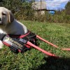 A legkisebb vakvezető kutyák - cuki fotók