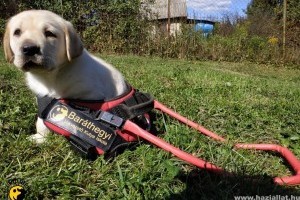 A legkisebb vakvezető kutyák - cuki fotók