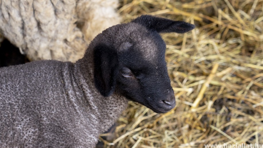 Cuki cigája báránykák simogathatók Debrecenben