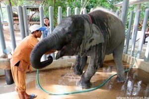 Éhezés fenyegeti a thaiföldi elefántokat