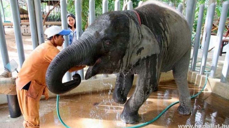 Éhezés fenyegeti a thaiföldi elefántokat