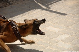 A kutyáját uszította a rendőrökre az ittas férfi