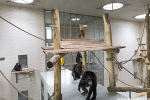 Ezután itt laknak majd a győri csimpánzok