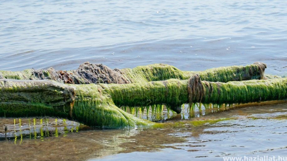 Az algák nemcsak segítenek, hanem néha árthatnak is!
