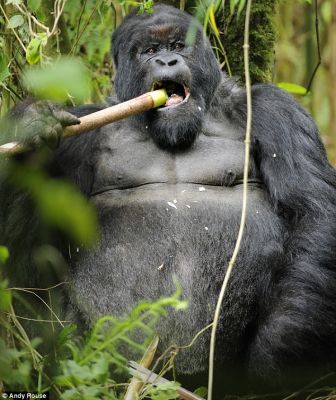 bambusz, nád, hegyi gorilla