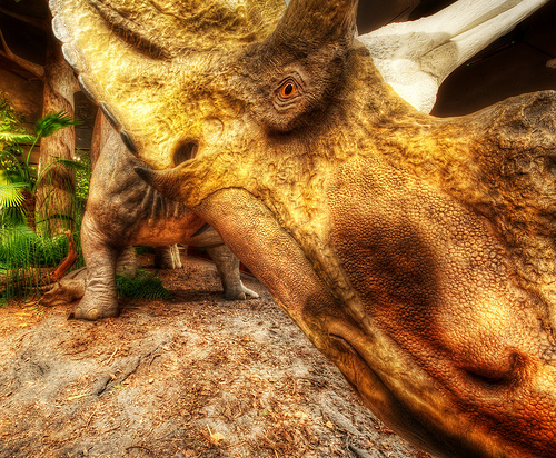 triceratops feje