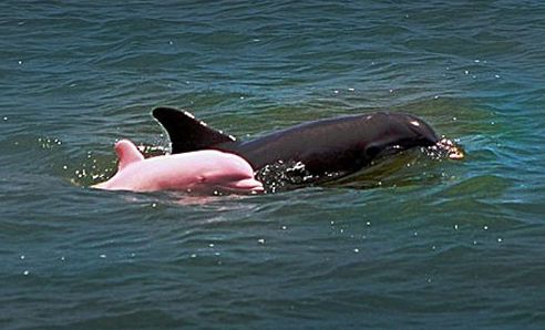 rózsaszín, delfin