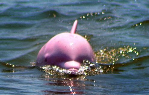 delfin, rózsaszín, turizmus