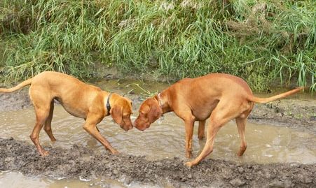 dagonya vizsla