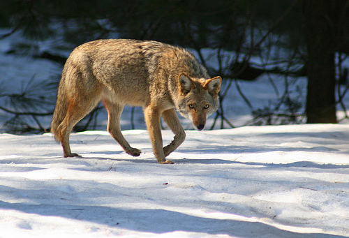 yosemite Park farkasa