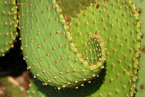 kaktusz tüskéi