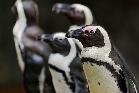 pápaszemes pingvin