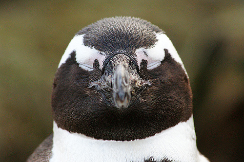 pápaszemes pingvinfej