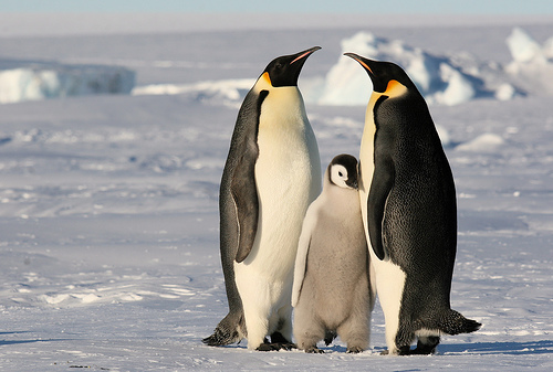 Császárpingvin család
