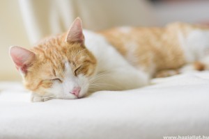 Milyen homeopátiás kezelés jó a kutya, macska emésztési problémák ellen?