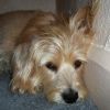 Pánikbeteg, szorong a kutyám! - az állatok viselkedészavarának gyógyítása