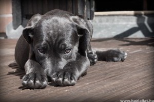 Kutyák viselkedészavarai – félelem, agresszió