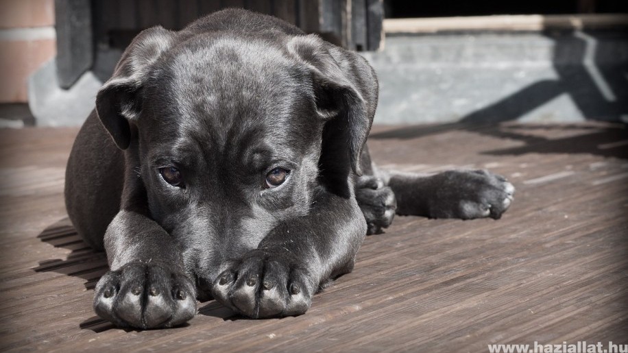 Kutyák viselkedészavarai – félelem, agresszió