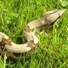 Boa, a rettegett óriáskígyó (Boa constrictor)