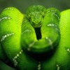 Hüllő kisokos: a kígyók eredete, evolúciója, leírása