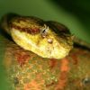 Schlegel-lándzsakígyó (Bothriechis schlegelii)