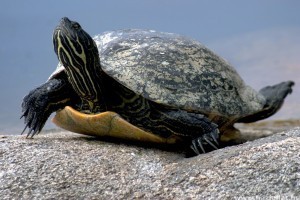 Érdekességek vízi- és szárazföldi teknősökről