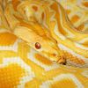 A burmai piton (Python molurus bivittatus)