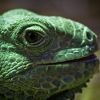 A zöld leguán (Iguana iguana)