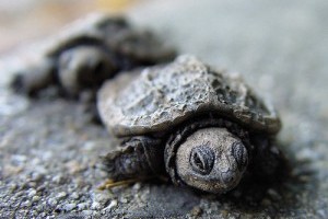 Amit a teknősökről tudni kell - vicces videó