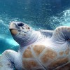 Húgykő problémák teknősöknél