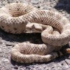 A szarvas csörgőkígyó (Crotalus cerastes)