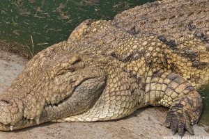 Krokodilfajok, avagy melyik a nagyobb óriáskrokodil?