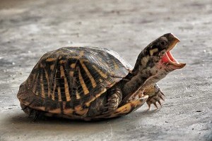 Érdekességek a teknősökről