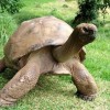 Jonathan, a 178 éves teknős