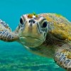Tízezer kilométert vándorolnak a kis tengeri teknősök