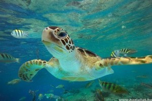 Megmentették a kihalástól a floridai levesteknősöket