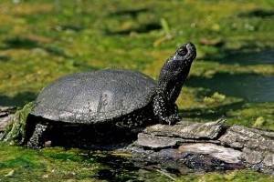 Megtelepedett a mocsári teknős a Pilisi Parkerdő tavaiban