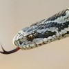 A Vipera Nap egyik küldetése a kígyókkal kapcsolatos tévhitek eloszlatása